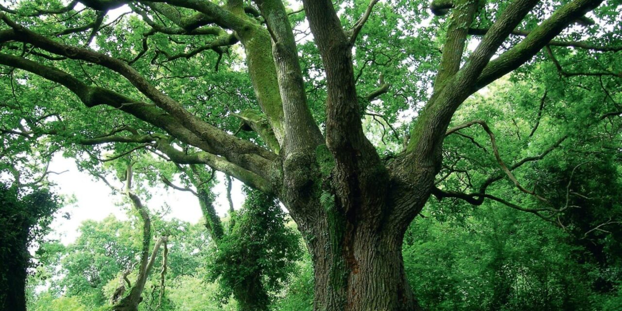 Gestion des forêts françaises et enjeux environnementaux