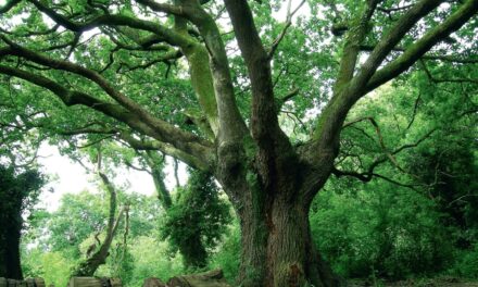 Image illustrant l'article Gestion des forêts françaises de Clio Prépas