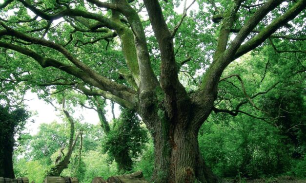 Gestion des forêts françaises et enjeux environnementaux